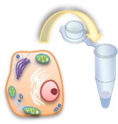 Sample preparaion.png