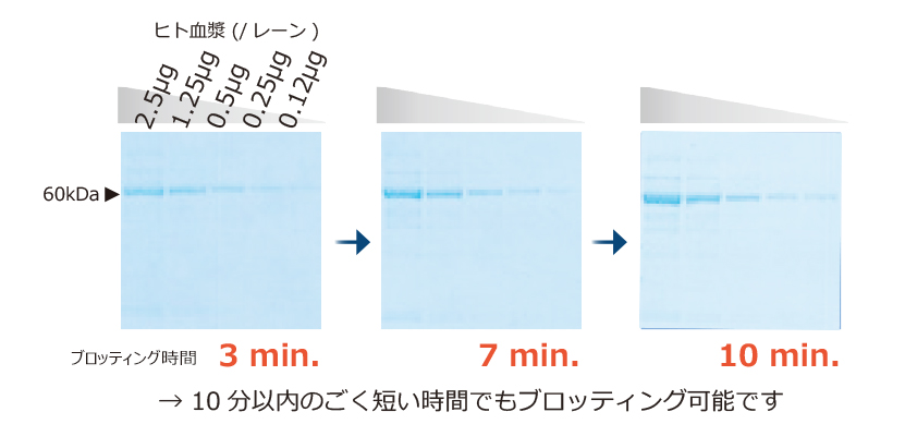 FastBlot_ブロッティング時間2.jpg