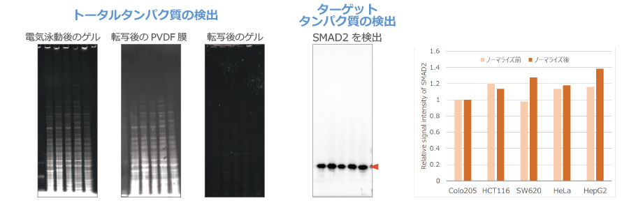 データ例7_ノーマライズ.jpg