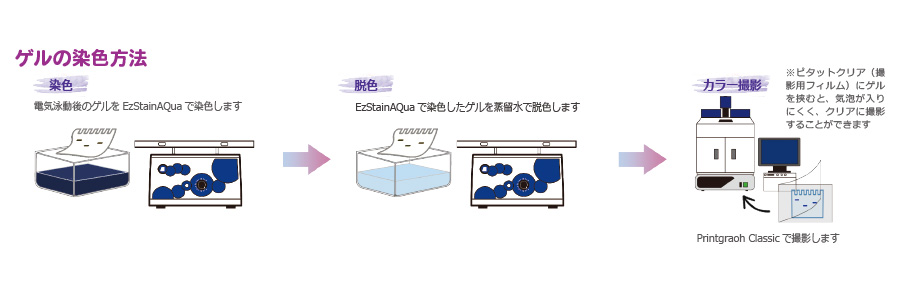 WSE-7056 EzRunClearNative_染色方法.jpg