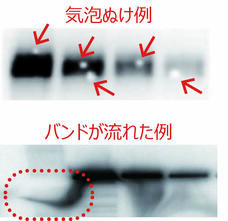 QBlot_2.1.jpg