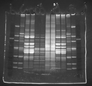 Protein_SYPRO Ruby_Cyan_595_5s_WSE-5300_small.jpg