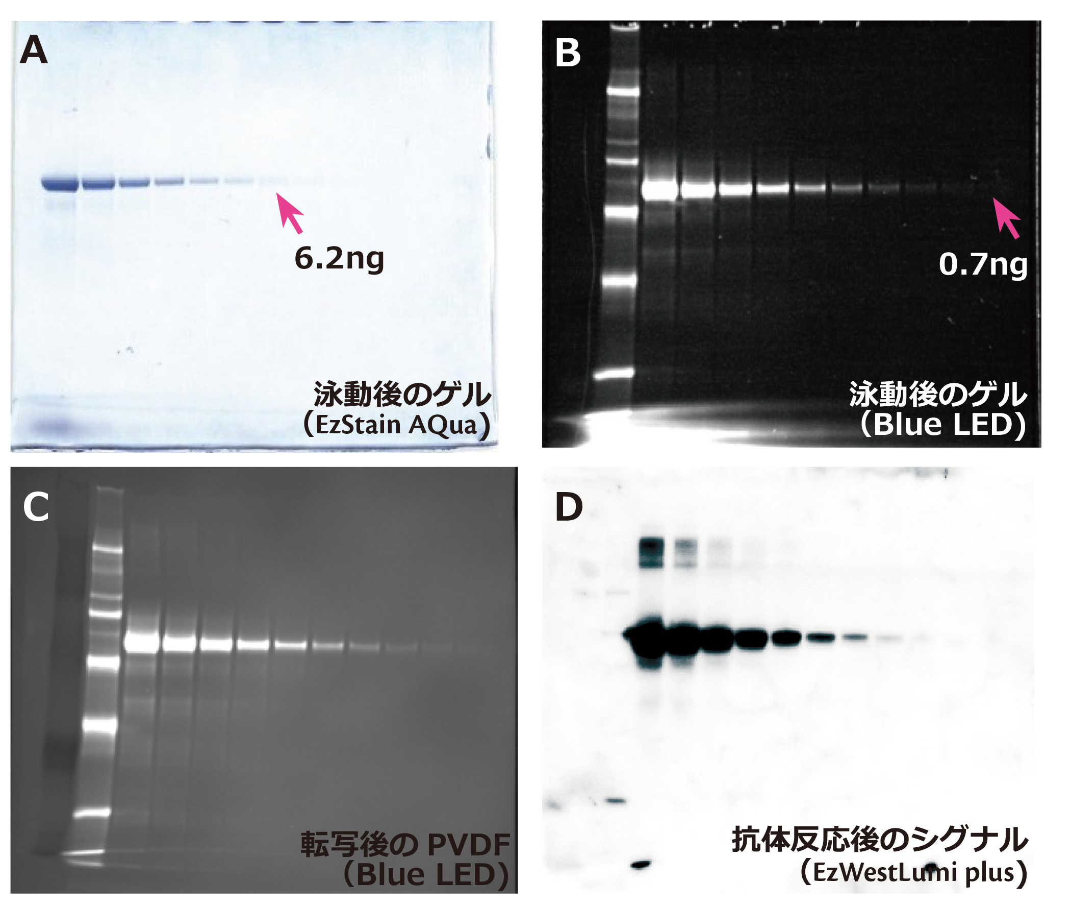 実験例2_EzLabel FluoroNeo標識サンプル.png