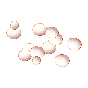 酵母_集菌洗浄.png