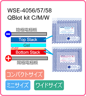 W1 のコピー.png