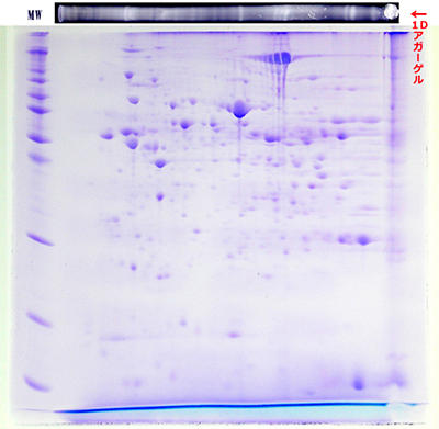 2D-date Ratliver-pH5-8-12％.jpg