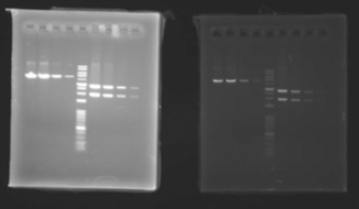 EtBr_PrePost_UV_595_1s_WSE-5300_small.jpg