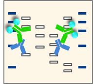 Antibody reaction.png