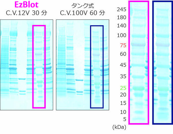 Blot_1.1.jpg