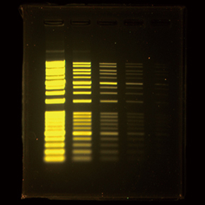 DNA_FSD.jpg