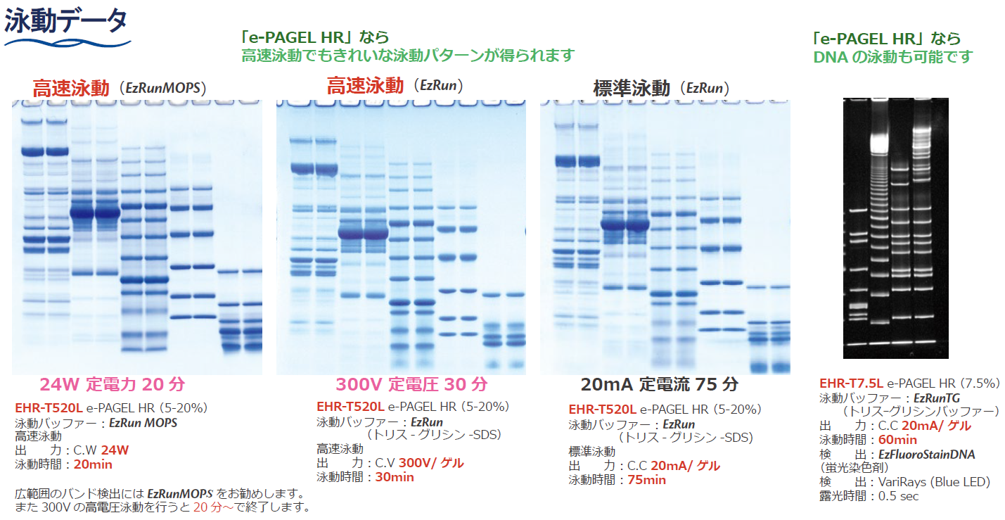 HR3種泳動比較-RGB.png