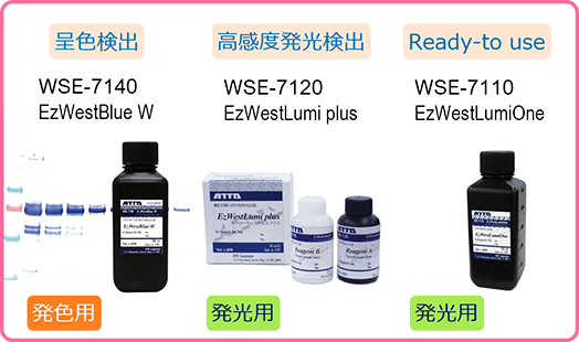 W6 のコピー.png