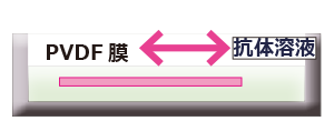抗体反応.png