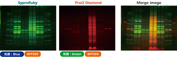 ProQ_SYPRO_600px.png