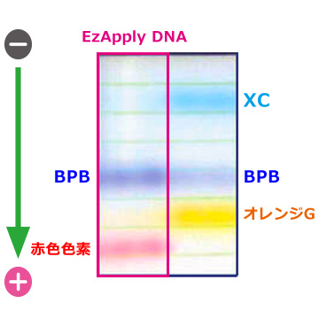 色素の移動度比較