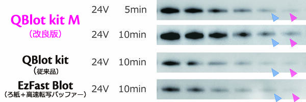 QBlot_3.1.jpg