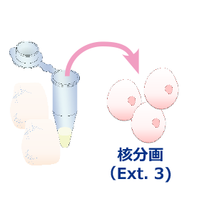 核分画抽出.png