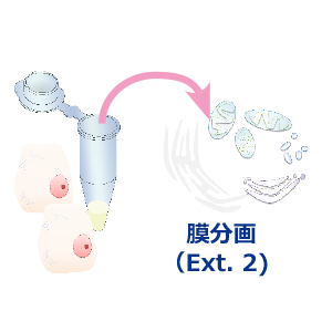 膜分画抽出.png