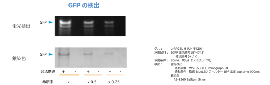 データ例10_活性検出2.jpg