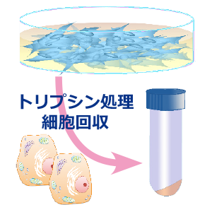 細胞回収.png