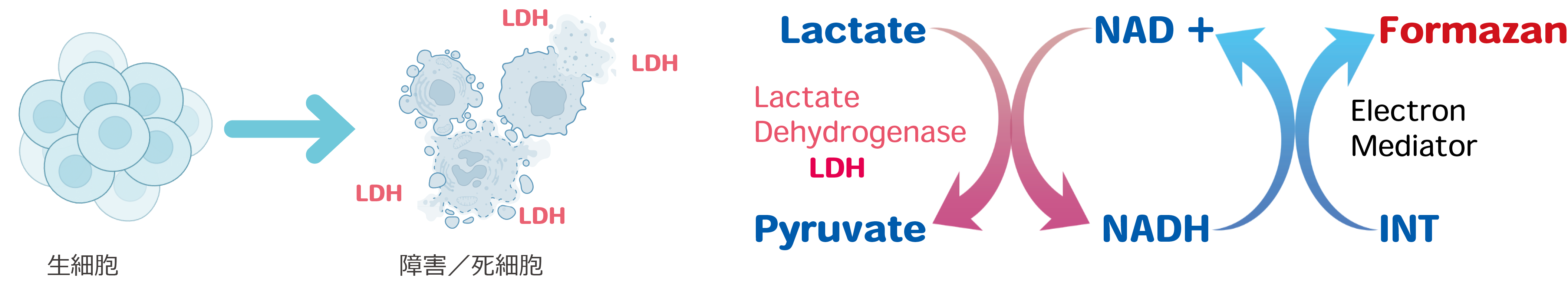 LDH反応機構.png