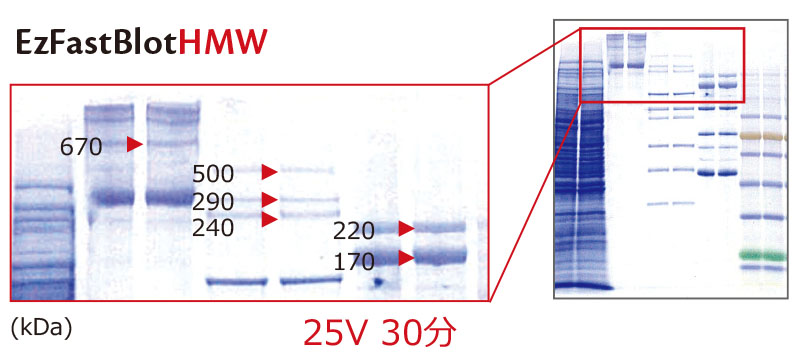 EzFastBlot-HMW_large(240214).jpg