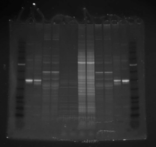 Protein_Pro-Q_Cyan_595_3s_WSE-5300_small.jpg