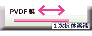 1次抗体.png