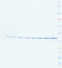 2005221-83-1-_westBlue_dry_medium.png