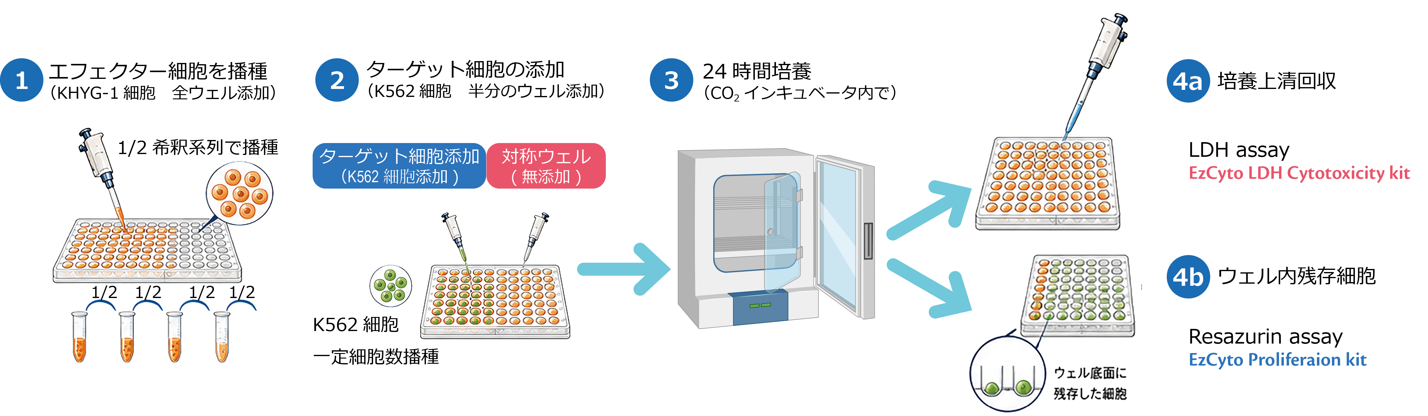 細胞媒介せ細胞障害性試験.png