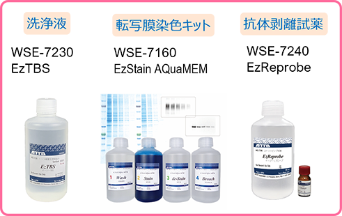 W7 のコピー.png