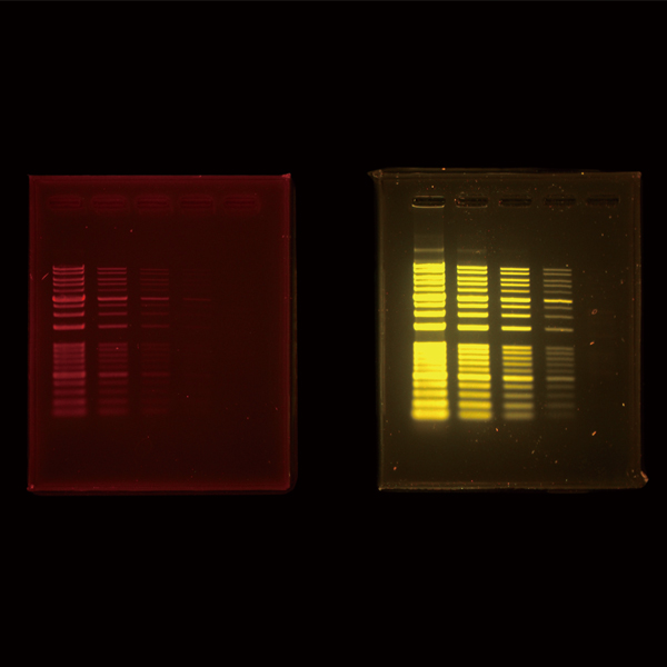 EtBrとEzFluoroStain DNAの染色ゲル検出例