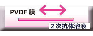 2次抗体.png