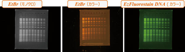 Classic-DNA_reference.jpg
