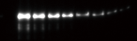 a_未染色.png