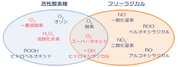 活性酸素種とフリーラジカル.jpg
