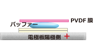PVDF膜.png
