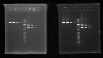 EtBr_PrePost_Cyan_595_1s_WSE-5300_small.jpg