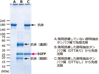 酵母抽出タンパク質免沈.jpg