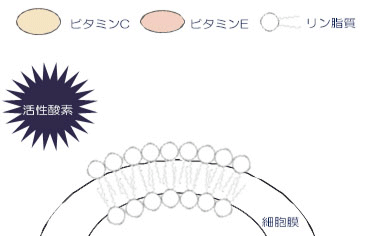 antioxidant2.gif