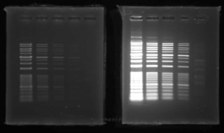 EtBr_FLS12_Cyan_595_1s_WSE-5300_small.jpg