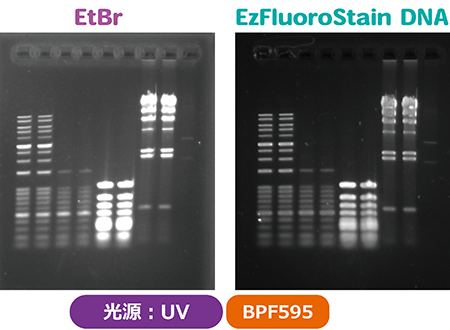 DNA_UV_450px.png