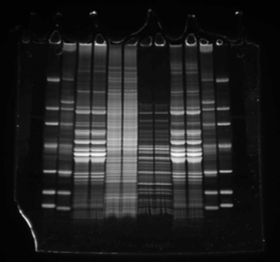 Protein_Flamingo_Cyan_595_3s_WSE-5300_small.jpg