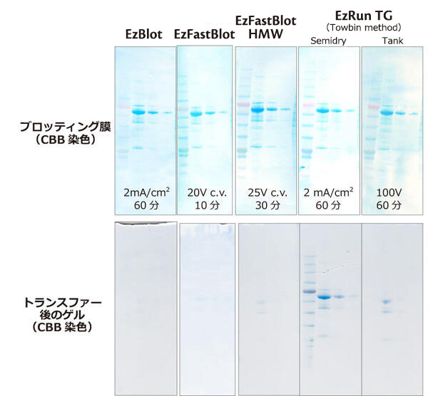 Blotting_2.1.jpg