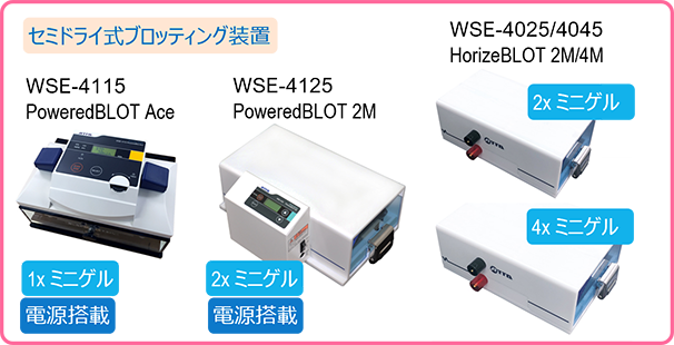 W8 のコピー.png
