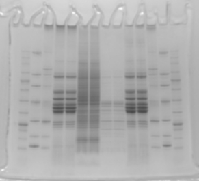 Protein_White_30ms_WSE-5300_small.jpg
