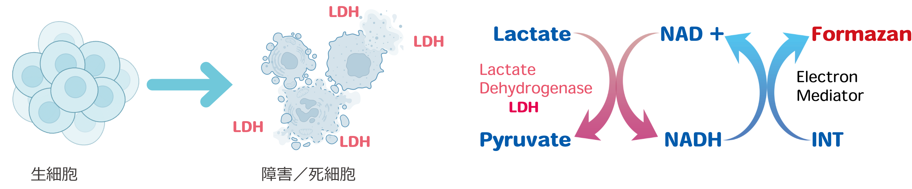 LDH assay 原理.png
