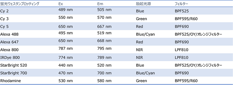 蛍光ウェスタンブロッティング_800.png