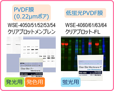W3 のコピー.png