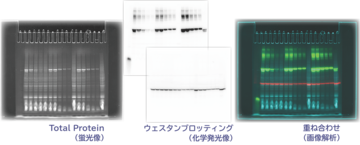 LuminoGraphⅢ撮影画像